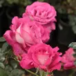 Kép 2/3 - Rosa 'Baronne E. de Rothschild' - rózsaszín - teahibrid rózsa