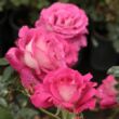 Rosa 'Baronne E. de Rothschild' - rózsaszín - teahibrid rózsa