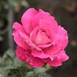 Kép 3/3 - Rosa 'Baronne E. de Rothschild' - rózsaszín - teahibrid rózsa