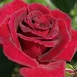 Kép 1/3 - Rosa 'Black Velvet™' - vörös - teahibrid rózsa
