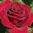 Kép 1/3 - Rosa 'Black Velvet™' - vörös - teahibrid rózsa