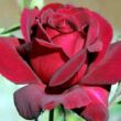 Rosa 'Black Velvet™' - vörös - teahibrid rózsa