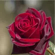 Kép 3/3 - Rosa 'Black Velvet™' - vörös - teahibrid rózsa