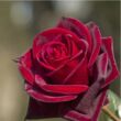 Rosa 'Black Velvet™' - vörös - teahibrid rózsa