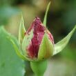 Rosa 'Violette Parfum' - lila - virágágyi floribunda rózsa