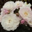 Rosa 'Blush Noisette' - rózsaszín - történelmi - noisette rózsa