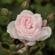 Kép 3/3 - Rosa 'Blush Noisette' - rózsaszín - történelmi - noisette rózsa