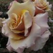 Kép 1/3 - Rosa 'Magic Moment™' - sárga - teahibrid rózsa