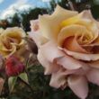 Rosa 'Magic Moment™' - sárga - teahibrid rózsa