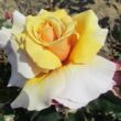 Kép 3/3 - Rosa 'Magic Moment™' - sárga - teahibrid rózsa