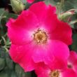 Kép 1/3 - Rosa 'Buisman's Glory' - rózsaszín - virágágyi floribunda rózsa