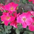Kép 2/3 - Rosa 'Buisman's Glory' - rózsaszín - virágágyi floribunda rózsa