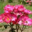 Rosa 'Buisman's Glory' - rózsaszín - virágágyi floribunda rózsa