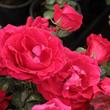 Kép 2/3 - Rosa 'Burning Love®' - vörös - virágágyi grandiflora - floribunda rózsa