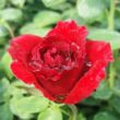 Kép 3/3 - Rosa 'Burning Love®' - vörös - virágágyi grandiflora - floribunda rózsa