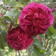 Rosa 'Charles de Mills' - lila - történelmi - gallica rózsa