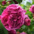 Rosa 'Charles de Mills' - lila - történelmi - gallica rózsa