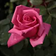 Kép 2/3 - Rosa 'Chic Parisien' - rózsaszín - virágágyi floribunda rózsa