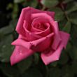 Rosa 'Chic Parisien' - rózsaszín - virágágyi floribunda rózsa