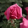 Kép 3/3 - Rosa 'Chic Parisien' - rózsaszín - virágágyi floribunda rózsa