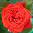 Kép 1/3 - Rosa 'Chica Flower Circus®' - vörös - törpe - mini rózsa