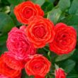 Kép 2/3 - Rosa 'Chica Flower Circus®' - vörös - törpe - mini rózsa