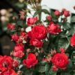 Rosa 'Chica Flower Circus®' - vörös - törpe - mini rózsa