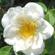 Kép 1/3 - Rosa 'City of York®' - fehér - climber, futó rózsa