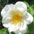 Kép 1/3 - Rosa 'City of York®' - fehér - climber, futó rózsa