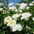 Kép 2/3 - Rosa 'City of York®' - fehér - climber, futó rózsa