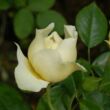 Kép 3/3 - Rosa 'City of York®' - fehér - climber, futó rózsa
