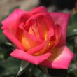 Rosa 'Colorama®' - vörös - sárga - teahibrid rózsa