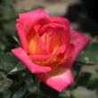 Kép 3/3 - Rosa 'Colorama®' - vörös - sárga - teahibrid rózsa