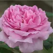 Kép 1/3 - Rosa 'Comte de Chambord' - rózsaszín - történelmi - portland rózsa