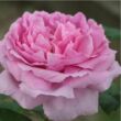 Kép 1/3 - Rosa 'Comte de Chambord' - rózsaszín - történelmi - portland rózsa
