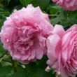 Rosa 'Comte de Chambord' - rózsaszín - történelmi - portland rózsa