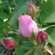 Kép 3/3 - Rosa 'Comte de Chambord' - rózsaszín - történelmi - portland rózsa