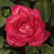 Rosa 'Daily Sketch™' - rózsaszín - fehér - virágágyi floribunda rózsa