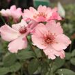 Rosa 'Dainty Bess' - rózsaszín - történelmi - tea rózsa