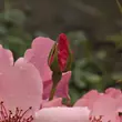 Kép 3/3 - Rosa 'Dainty Bess' - rózsaszín - történelmi - tea rózsa