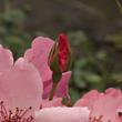 Kép 3/3 - Rosa 'Dainty Bess' - rózsaszín - történelmi - tea rózsa