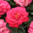 Kép 1/3 - Rosa 'Dauphine™' - rózsaszín - virágágyi floribunda rózsa