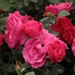 Kép 2/3 - Rosa 'Dauphine™' - rózsaszín - virágágyi floribunda rózsa