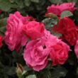 Kép 2/3 - Rosa 'Dauphine™' - rózsaszín - virágágyi floribunda rózsa