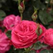 Rosa 'Dauphine™' - rózsaszín - virágágyi floribunda rózsa