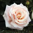 Kép 1/3 - Rosa 'Diamond Jubilee' - sárga - teahibrid rózsa