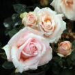 Rosa 'Diamond Jubilee' - sárga - teahibrid rózsa