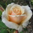 Rosa 'Diamond Jubilee' - sárga - teahibrid rózsa