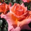 Rosa 'My nan™' - rózsaszín - teahibrid rózsa