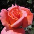 Rosa 'My nan™' - rózsaszín - teahibrid rózsa